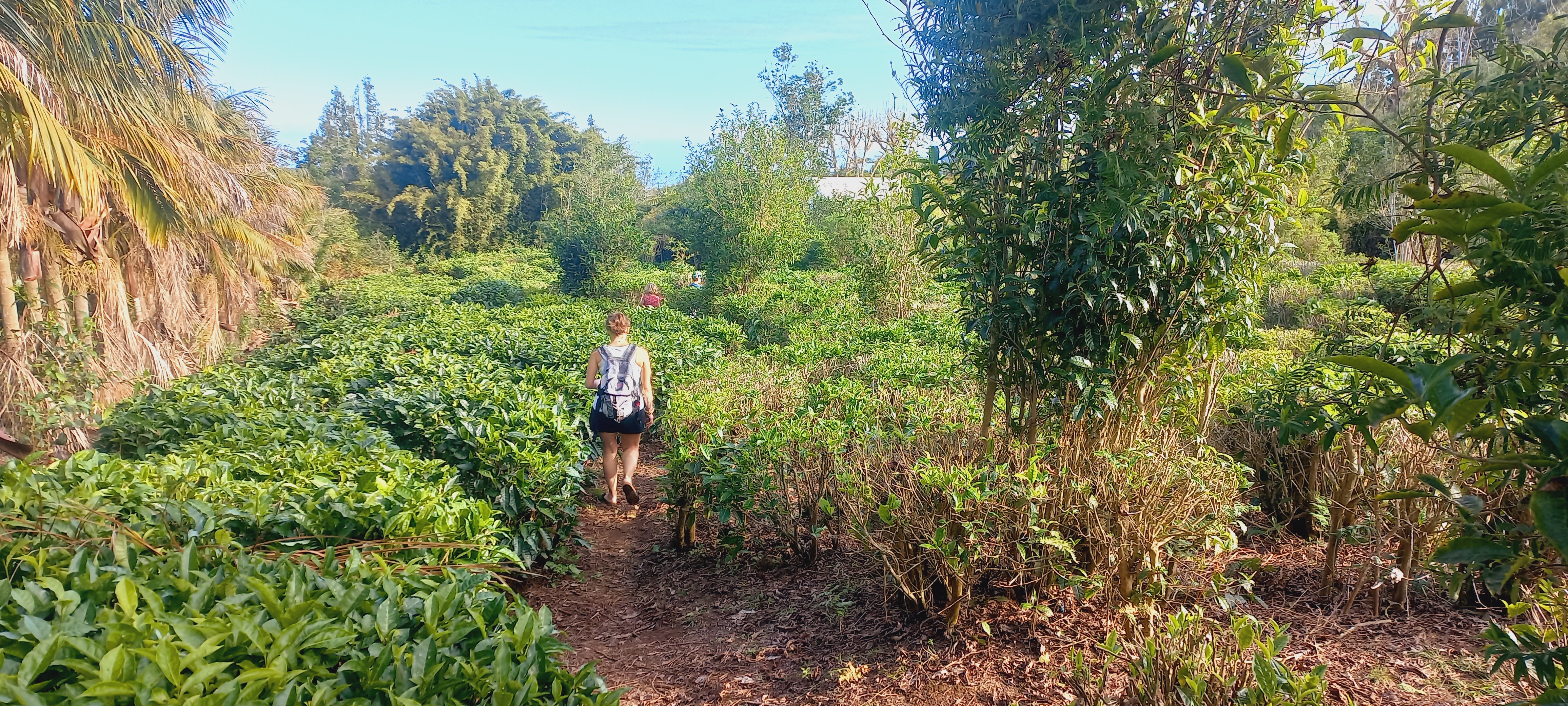 Visite du labyrinthe En-champ-thé